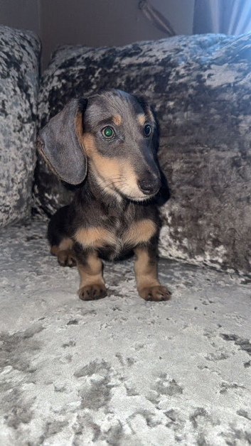 Ready to leave miniature dachshunds