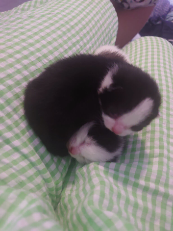 Two black and white kittens available 20th September