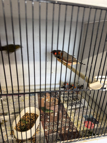 Zebra finches