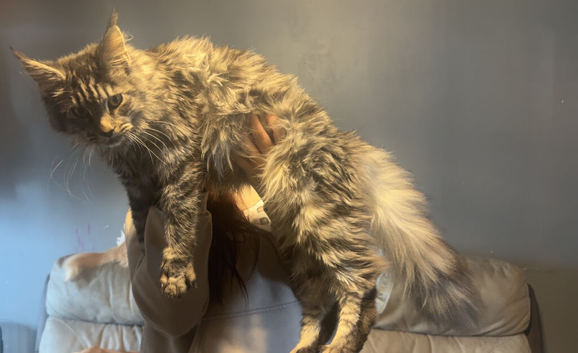 Female mainecoon active register