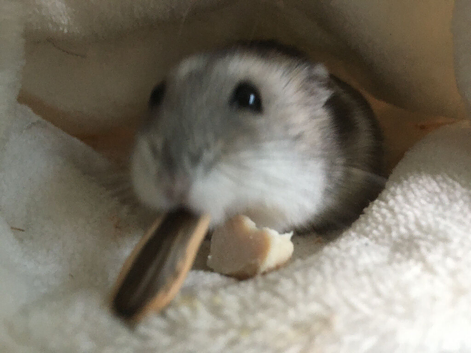 Dwarf Hamster and cage, terrarium, tunnels, food, sand and accessories