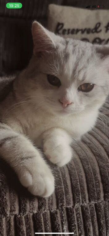 Male kitten 15 weeks