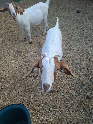Goat kids
