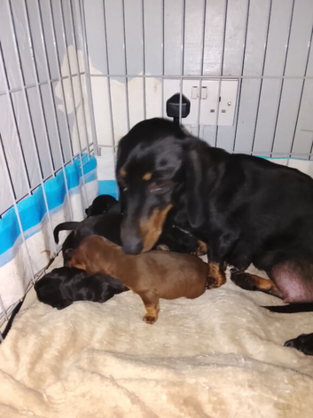 Dutch hound puppies