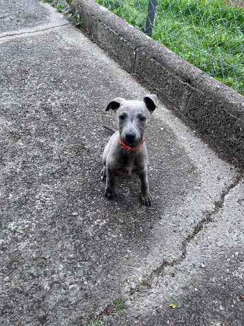 Last Whippet boy READY TO LEAVE FOR HIS NEW HOME