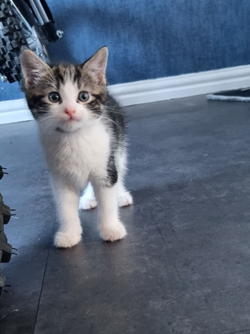 Beautiful male kitten 9 weeks old