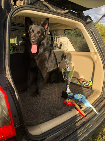 GermanShepherd Stud