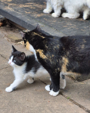 3 lovely girls kittens