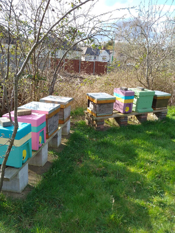 Honey bees, nucs and full size, BS National and 14x12