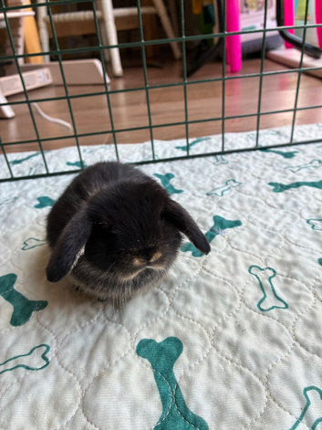 Beautiful baby mini lops