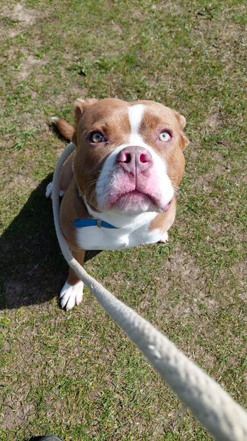 Puppy for sale