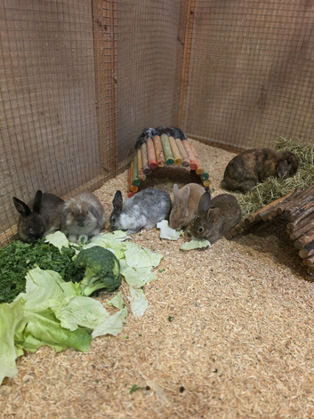 A few litters of bunnies available