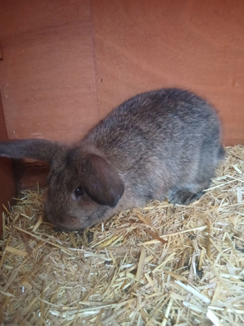 Baby bunnies