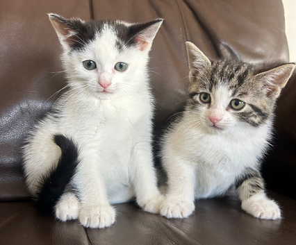 Kittens available ready to go now