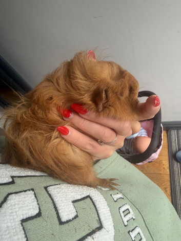 2x male guinea pigs