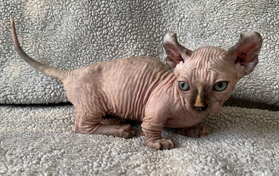 Beautiful Rare Sphynx Dwelf Female Kittens