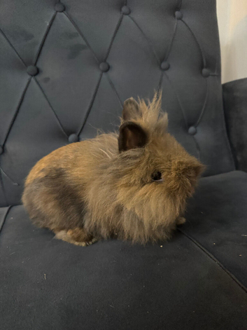 Toffee female rabbit