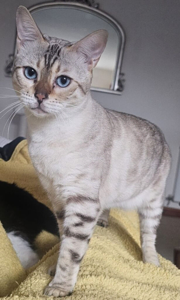 Snow bengal Lynx boy (blue eyes)