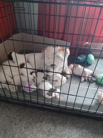 Pedigree Lhasa also puppies