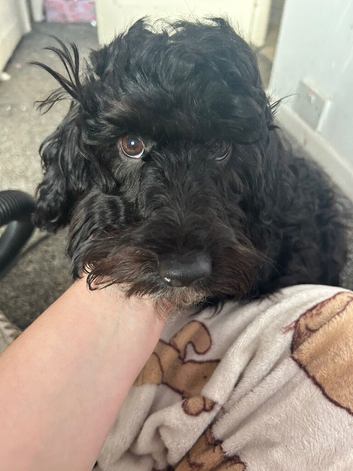 8 month old black sproodle