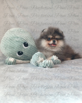 Teddy Bear Pomeranian Puppies