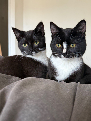 Arlo and polo