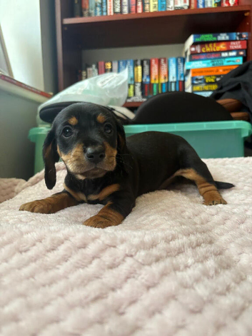 Doxiepoo gorgeous dachshund/poodle crosses