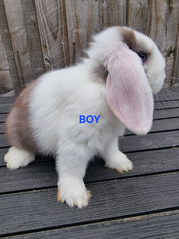 Lop buns available 27th September