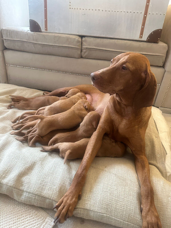 KC top lines Hungarian Vizsla Puppies