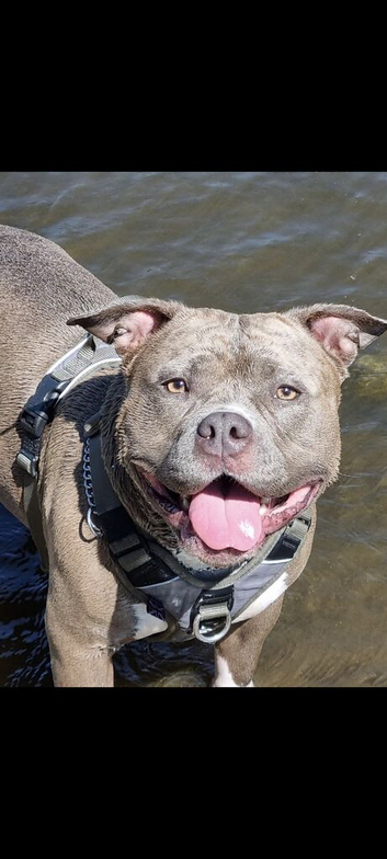 Staffordshire bull terrier