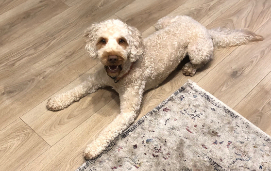Teddy, lovely dog ready for stud, stud approved