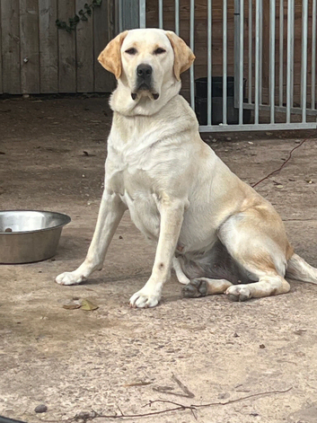 Kc reg  Labrador puppy&rsquo;s  for sale Solihull