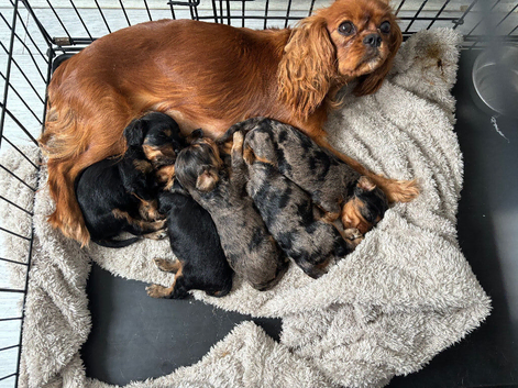 F1 Toy Cavapoos