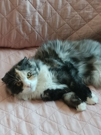 9 month old Persian x Scottish Fold female for sale
