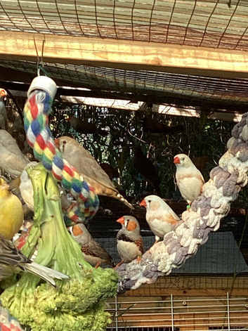 Beautiful Zebra finches for sale this year hatchlings