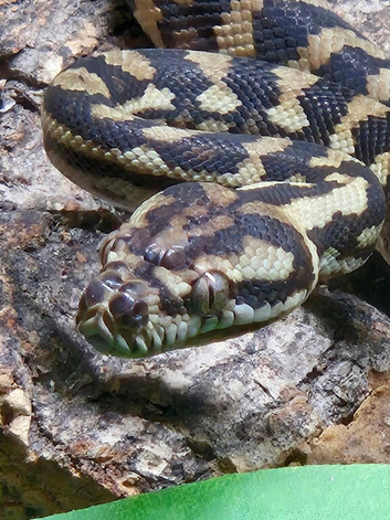 Irian Jaya Carpet Python at Birmingham Reptiles