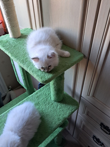 READY NOW GCCF registered Ragdoll kittens