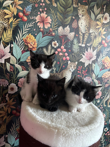 Kittens for sale