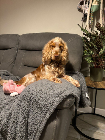 Kc registered Male cocker spaniel