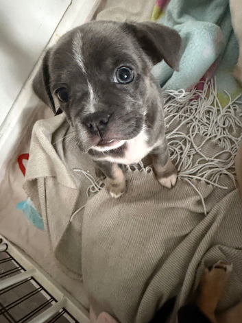 French bulldog x chihuahua puppies