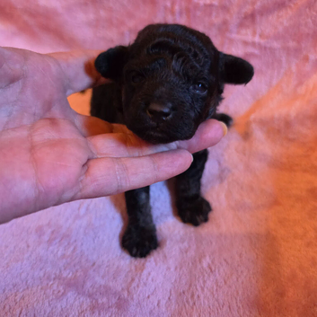 Gorgeous Toy Poodle Pups