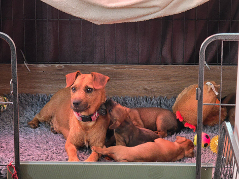 Beautiful Patterdale puppies