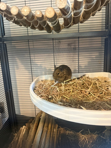 2 Degu