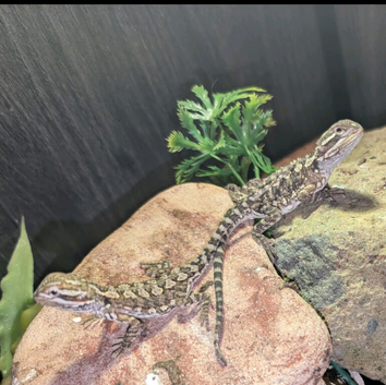 Baby Rankin's Dragons with kinked tails (bearded dragon cousin)