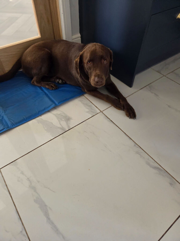 Male Labrador