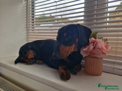 For stud! KC registered miniature dachshund