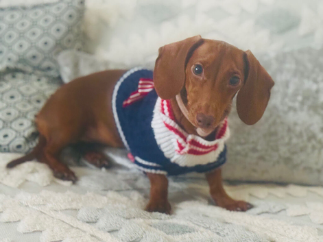 Mini Dachshund
