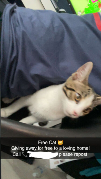 fully vaccinated trained cat