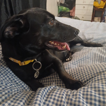Lillie lab cross female