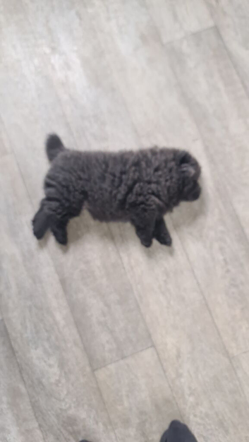 Blue/lilac Chow chow